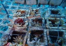 Small corals growing on cube-shaped bases in the ocean. The base has a side of about 3 cm, and the cubes are arranged in a row. These corals are grown to aid in the restoration of corals.
