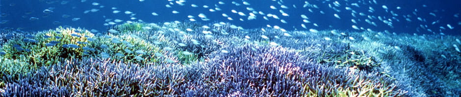 サンゴ礁のイメージ写真