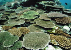 ひらたく広がった形状の緑や茶色のサンゴがいくつもあり、海底を一面に被っています。