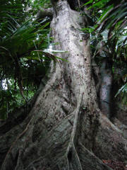 沖縄のサキシマスオウの木