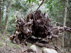 巨大な倒木の根