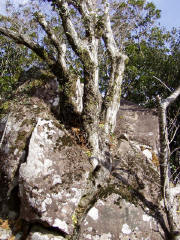 岩の間に根を張っている樹木