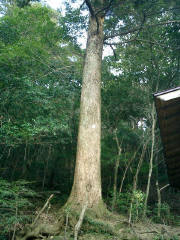 神社裏のモミの木