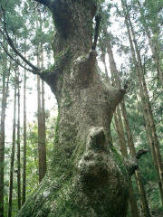 うっそうとした森のケヤキの巨木