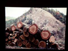 切り倒された樹木と荒れた伐採地