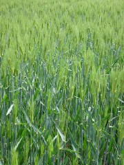 青々と育った大麦の穂
