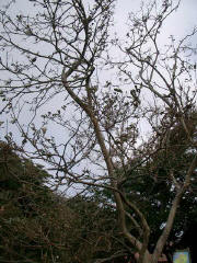 台風の影響で茶色に変色した樹木
