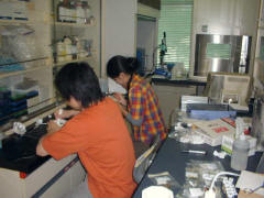 研究室で実験中の職員