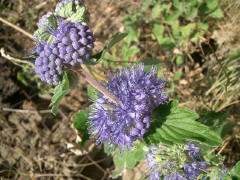 青紫色の花を咲かせたダンギク