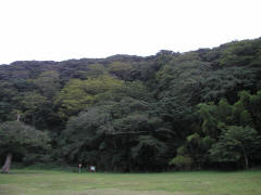 木坂海神神社の「鎮守の森」