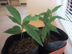 今年2月に植えたウラジロガシ