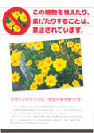 オオキンケイギクは「特定外来生物」です! P.1