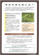 オオキンケイギクは「特定外来生物」です! P.2