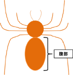 図：クモのイメージ図