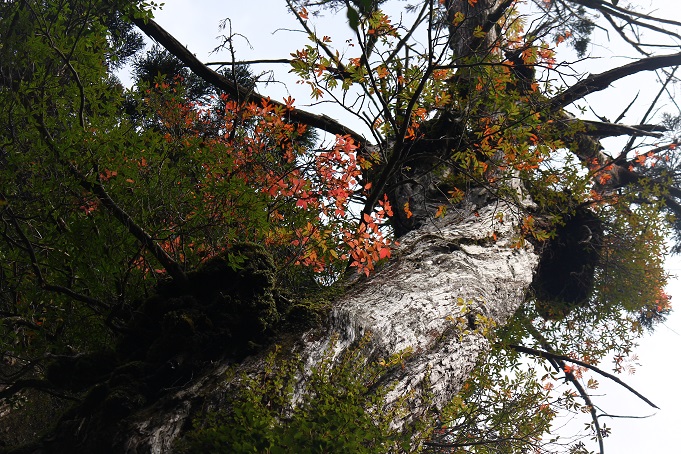 屋久杉に着生し紅葉する木々