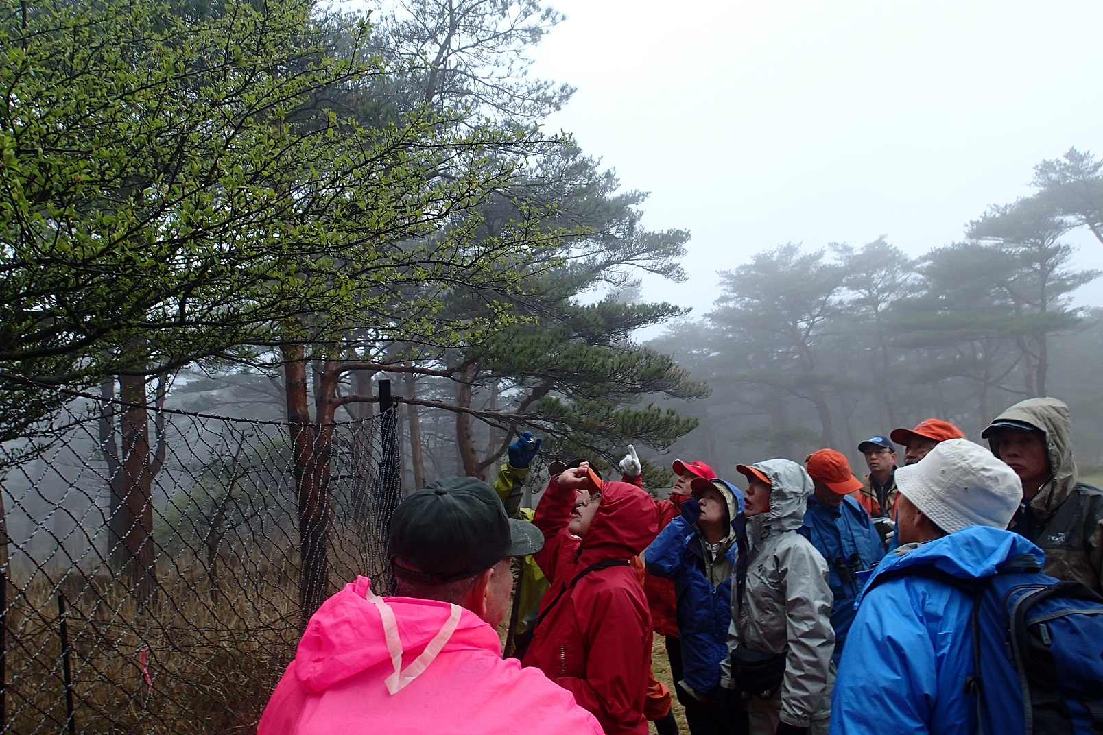 NO17 イワヒバ(岩松) 鹿児島 南薩摩半島 霧島 産 最高級品