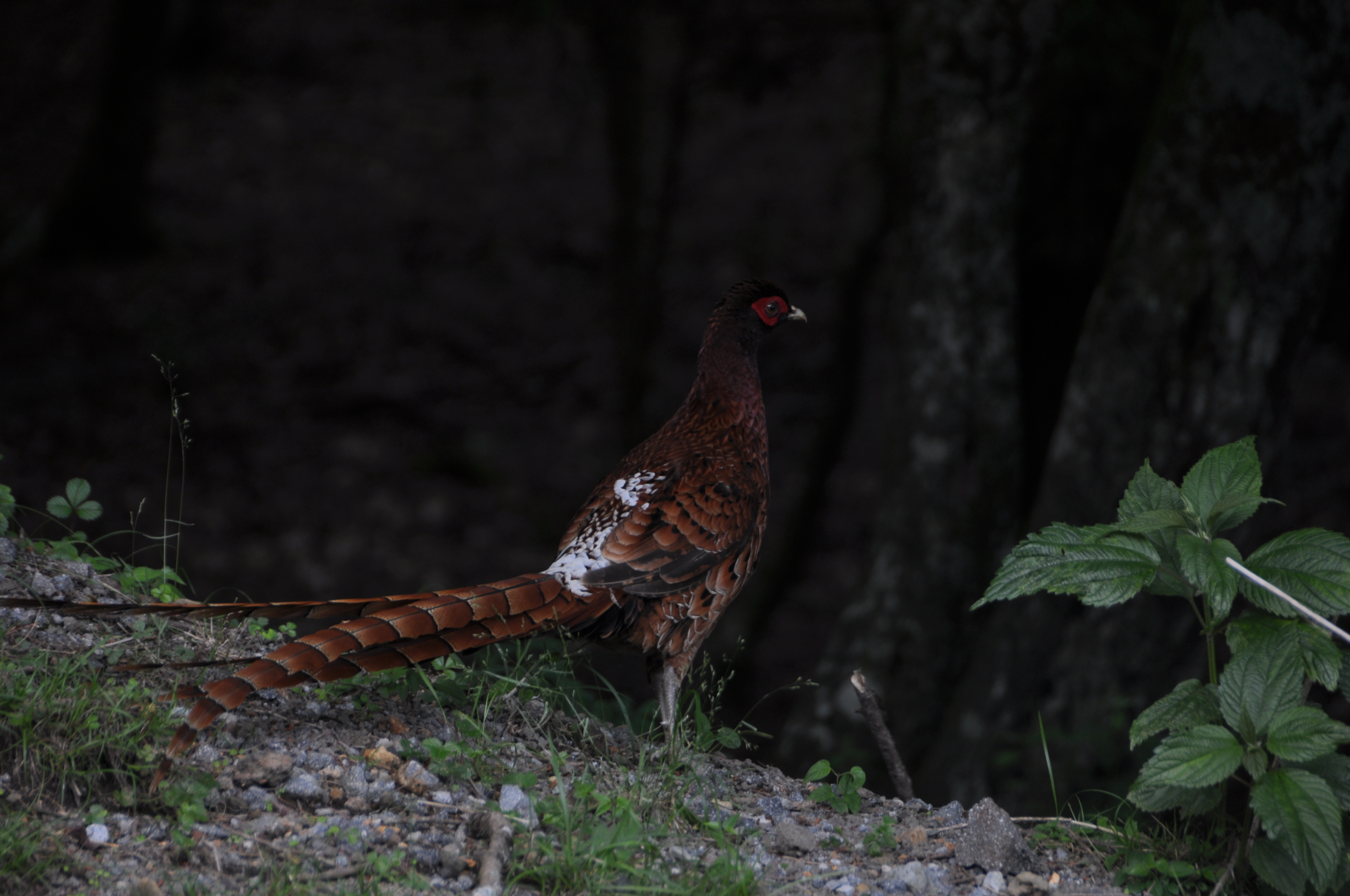 アクティブ・レンジャー日記 [九州地区]_霧島錦江湾国立公園 えびの