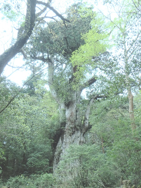 縄文杉南側デッキ。縄文杉の全体像を観察することができます。