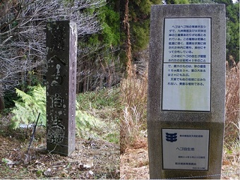 熊本県が天然記念物に指定したヘゴの自生地であることが表示された石柱2種類が並べて表示されている写真