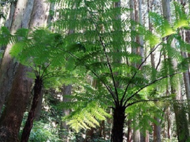 中央の焦げ茶色の幹の先端から四方に鮮やかな緑の葉を広げるヘゴ（大型シダ植物）を下から見上げるような角度で撮影した写真