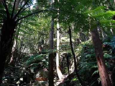 森の奥深く続く杉並木を背景に四方に大きく鮮やかな緑の葉を広げるヘゴ（大型シダ植物）が数本連なっている様を撮影した写真