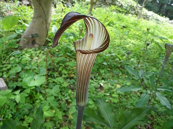 茎から伸びる薄い黄色の細長い棒状の花の周りを囲むように伸びた筒状の苞が、花の先端のやや下から左右にわかれ、後方に先端鋭く細長く伸び、花を上から包むように前方に垂れ下がっている形状のウラシマソウを撮影した画像