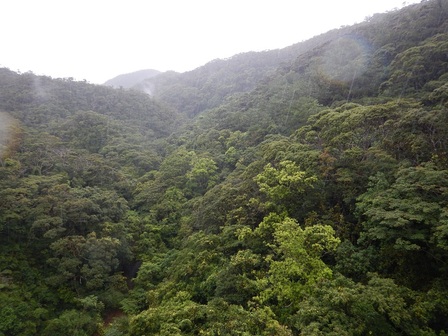↑長尾橋から望む雨の中の亜熱帯照葉樹林