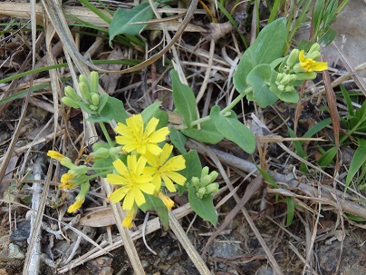 小さな黄色の花で花びらはタンポポのように先が切れた舌状花