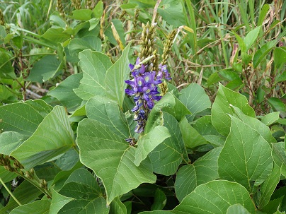 ハート型の緑の葉に囲まれた青紫色の花