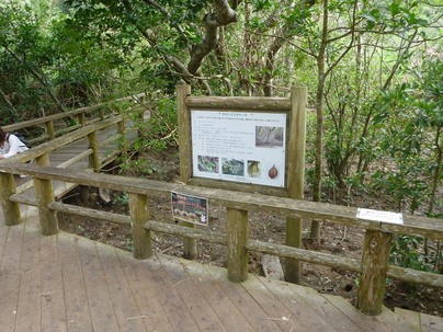 アクティブ・レンジャー日記 [九州地区]_西表石垣国立公園