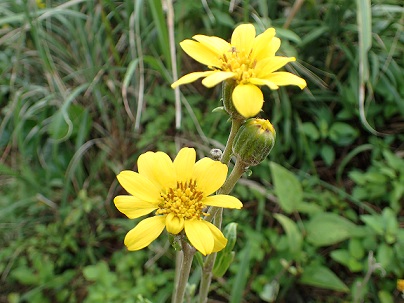 黄色いキクに似た花が２輪咲いている