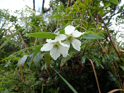 白い直径５㎝ほどの花が２輪咲いている。