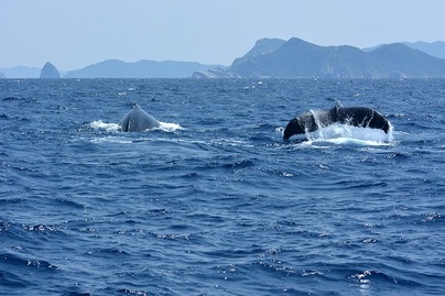 ２頭のザトウクジラが泳いでいる