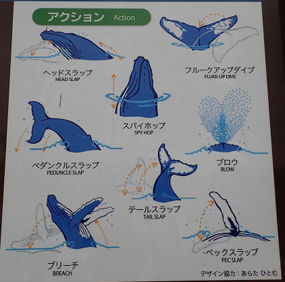 ザトウクジラのアクションのイラスト