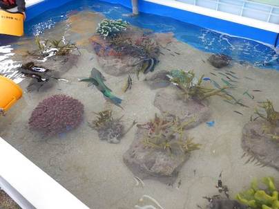 様々な種類の熱帯魚が参加者の皆さんに見て貰うために集められ、プールの中で泳いでいます。