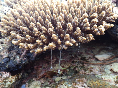 サンゴから粘液が出ている写真