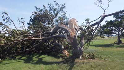 強風により折れてしまった木も多数あります。