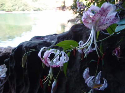 長尾半島に自生している佐世保市花のカノコユリ
