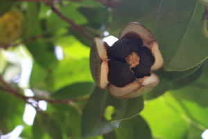 九州特産物リレー11月 ～「椿」東の大島、西の五島～ | 九州地方環境