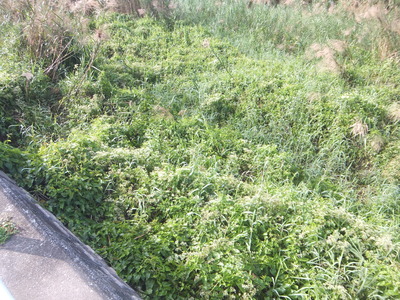ツルヒヨドリが繁茂している場所の全体図。護岸のコンクリートから川の中までが、ツルヒヨドリに覆われている。