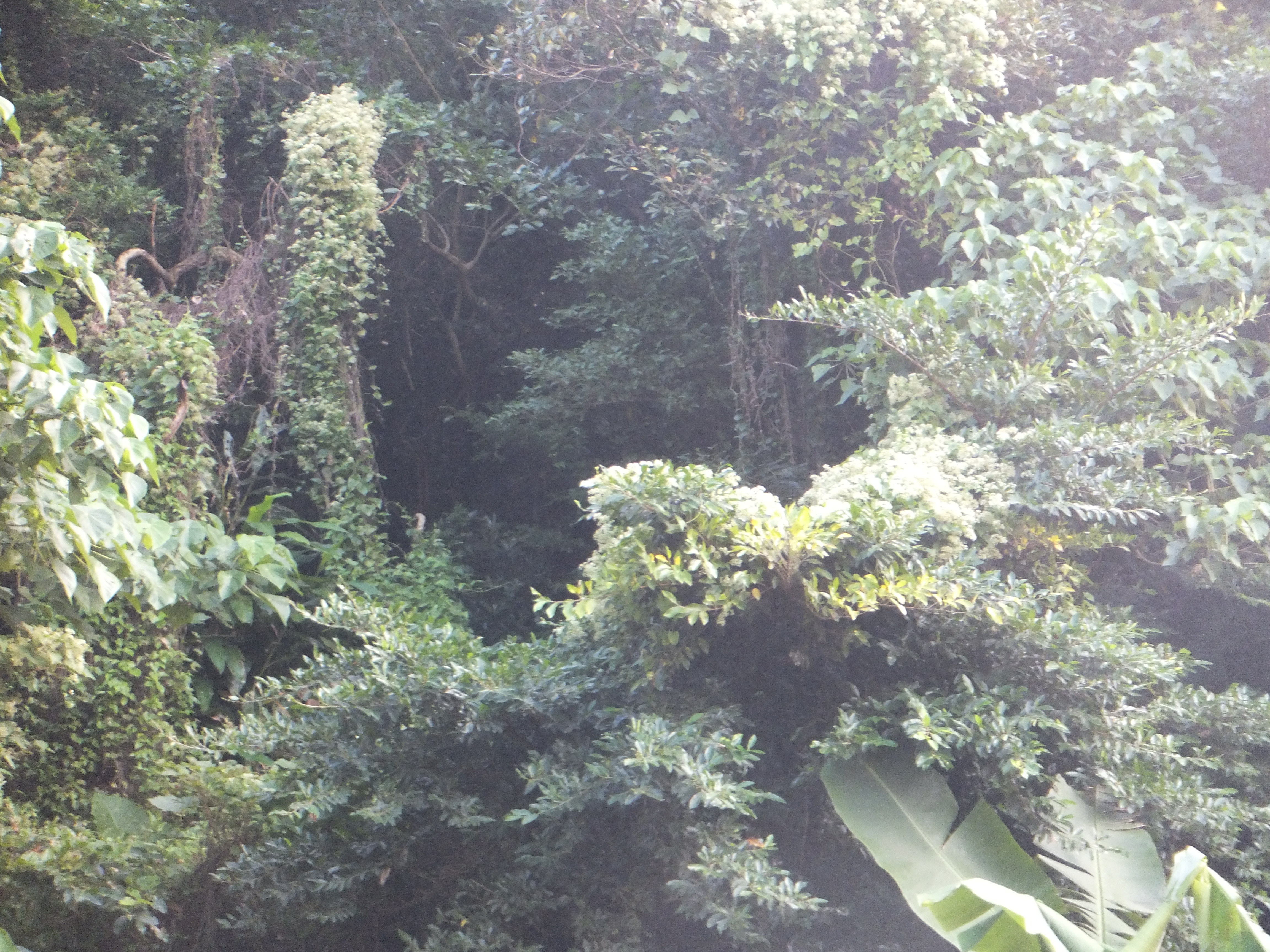 ツルヒヨドリが林の木々に覆い被さっている。
