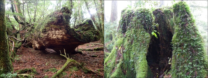 屋久島の山中にある土埋木