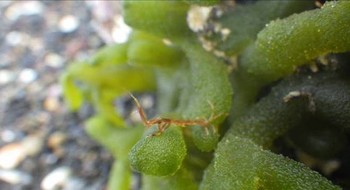 海藻の隠れ家にたくさんいるワレカラという生きもの。虫のナナフシみたいです。