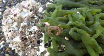 カニも海藻に同居してました。