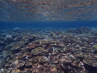海中に広がるサンゴ礁