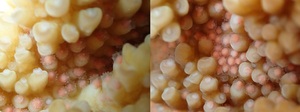 サンゴの卵　アップ　