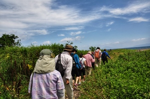 多良浜植物観察会（2019年6月撮影）