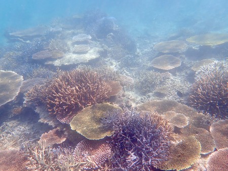 平久保サンゴ
