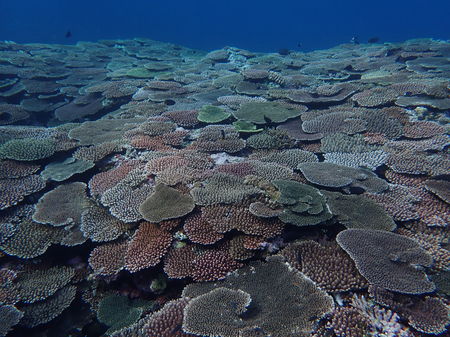 すくじ沖のサンゴ礁