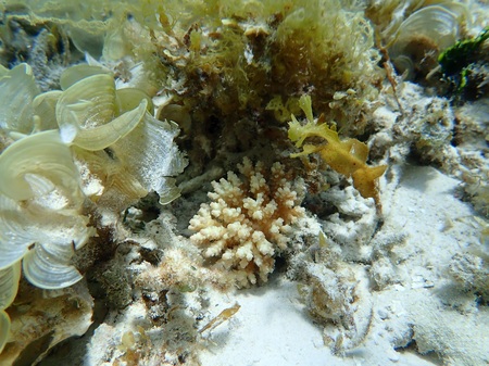 海藻にまみれて育つサンゴ